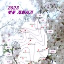 2023년 벚꽃 개화시기 이미지