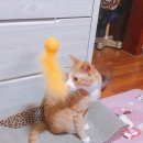슈슈홀릭