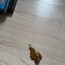 가남동물병원 | 2개월 새끼강아지 파보, 코로나장염 초기증상 구토, 설사, 식욕부진 (사진, 영상있음) :: 입원후기(완치)