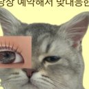 마요래쉬