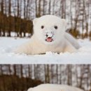 백곰 네이버블로그