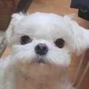 고양이미용연구소 | 강아지 수염 역할 미용할 때 잘라도 될까요?