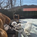 숲속댕토리애견유치원 | 양산 숲속댕토리애견호텔 후기 유치원 산책