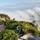 야생화길 이미지