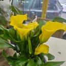 영플라워 | 관저동꽃집 영플라워샵 꽃다발 맞춘 따뜻한 후기