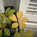 고려종합비료 이미지