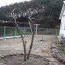 배롱나무집 이미지