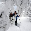 1월11일 한라산 눈꽃산행 (금,토,일요산행) 이미지