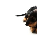 로얄 동물 이미지