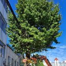 (주)은행나무 이미지