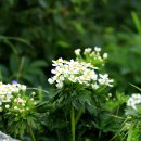 설악산 바람꽃