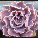 제눈에안경 이미지