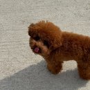 케렌시아 | 경주애견동반여행 중 발견한 대형 애견카페 케렌시아 솔직 후기