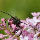 하늘소 농장 이미지