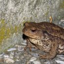 금두꺼비 이미지