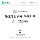 강아지 입냄새 원인 이미지