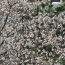 안양천변의 벚꽃 이미지