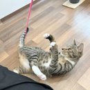 둥이민박 네이버블로그