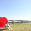 고은켄넬 이미지