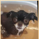 블랑드펫 | 녹번동애견미용 블랑드펫, 1대1 맞춤 강아지 미용의 표준!