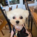 하회안동찜닭 | 안동 하회마을 애견동반 '하회길목식당' 찜닭+간고등어 세트 후기