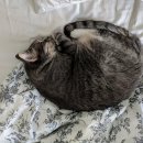 멍멍식객 이미지