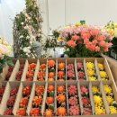 플라워천국 | [양재 플라워 페스타] 포토존 천국! 2025 양재 플라워 페스타에서 꽃으로 물든 하루 후기