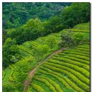 영천다원 이미지