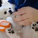 헬로펫 | 다이소제품으로 강아지 피부 관리｜헬로마이펫 견세린 보습제 사용 후기