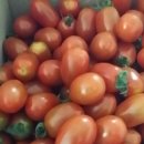 석수농장의 대추방울 토마토 이미지