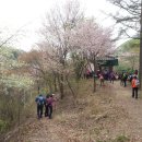 충남 금산 보곡산골 산꽃 트래킹(4/16) 이미지