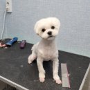 아지다펫 이미지