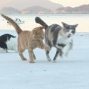 고양이 마을 이미지