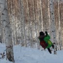 원대리 자작나무숲 이미지