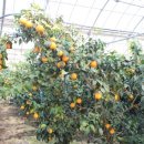 박태호농장 이미지