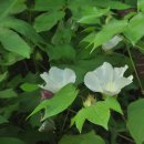 목화(이명 : 면화(綿花). 초면(草綿). 미영). (재배식물) 이미지