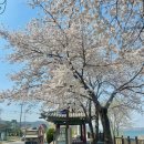 씨유용인남사꽃길점 | [용인]드라이브코스 이동저수지뷰 벚꽃스팟 어비1리 정류장 벚꽃 늦게피는 곳