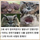 동물 짤,그림 모음집 이미지