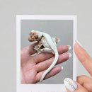 디알씨동물병원 | # 반려 동물 _ 부천 디노펫 파충류 샵 크레스티드...암 입양 및 야생동물 백색목록 등록 후기 일지 기록