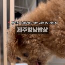 제주멍냥밥상 네이버블로그