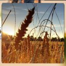 반려동물 관리사 이미지