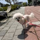 그루밍무무 이미지