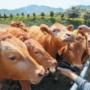 들녘한우 이미지