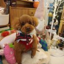 펫지살롱 이미지