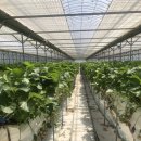 늘픔농장 | 전남 딸기체험농장 영암 늘품농원