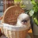 부산강아지분양 테디럽 명지본점 이미지