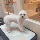 솜솜 애견미용 이미지