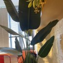 대장장이하마새치과의원 이미지