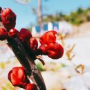 나로 in 해 이미지