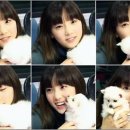 우쭈쭈 내강아지 이미지